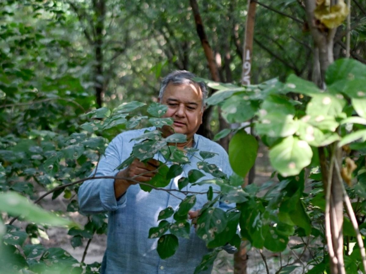 Inde: "Peepal Baba" plante des arbres "pour offrir une seconde chance à la planète"