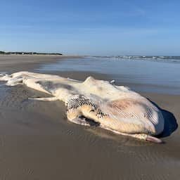 Dode vinvis van 11 meter aangespoeld op strand Ameland: 'Niet veel van over'