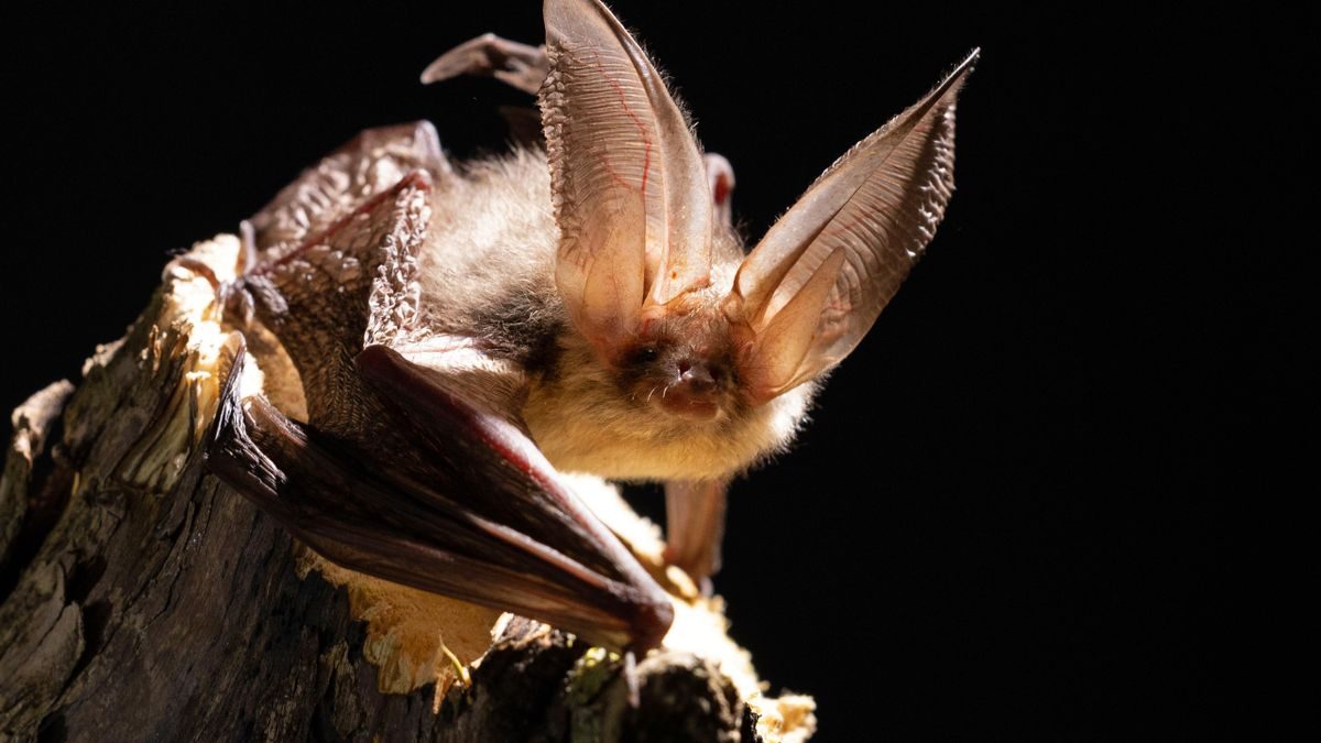 Fledermäuse stammen wohl ursprünglich aus Europa