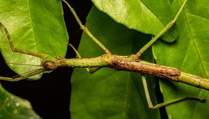 Two New Stick Insect Species Have Been Discovered in Australia—and Another One Was Hiding in Plain Sight
