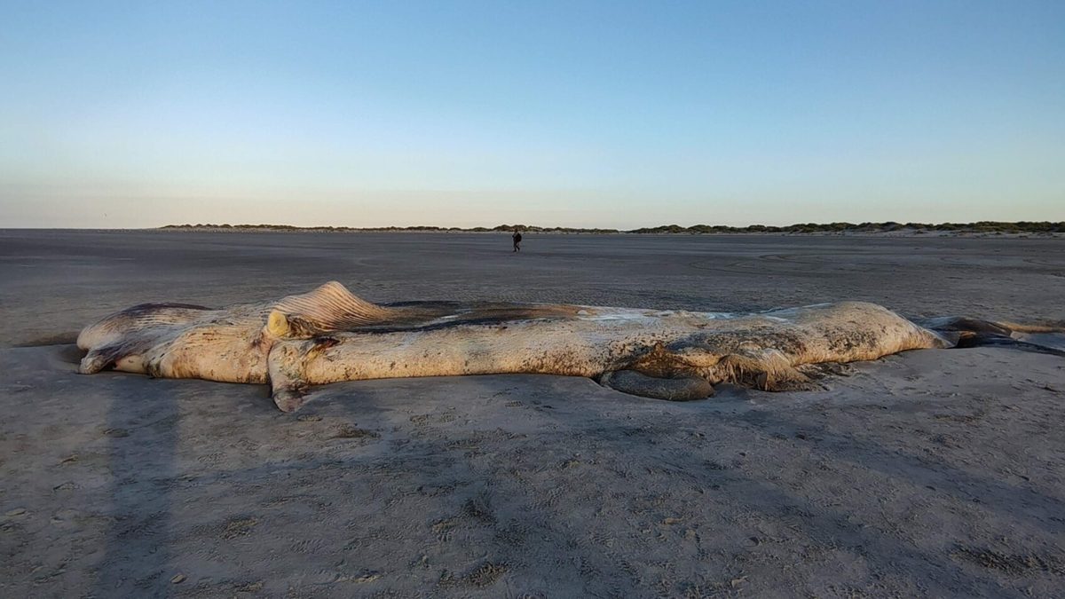 Elf meter lange walvis aangespoeld op strand Ameland