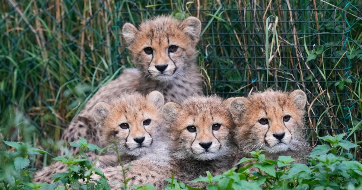 Cheetah cubs survive powerful storms, mother's illness at zoo