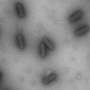 A 'library' of bacteria-killing viruses: Harnessing the power of phages