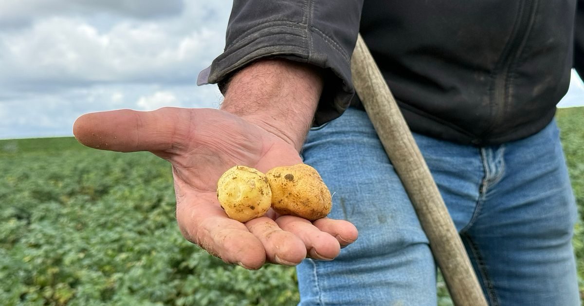 Potatisskörden hotas i Belgien