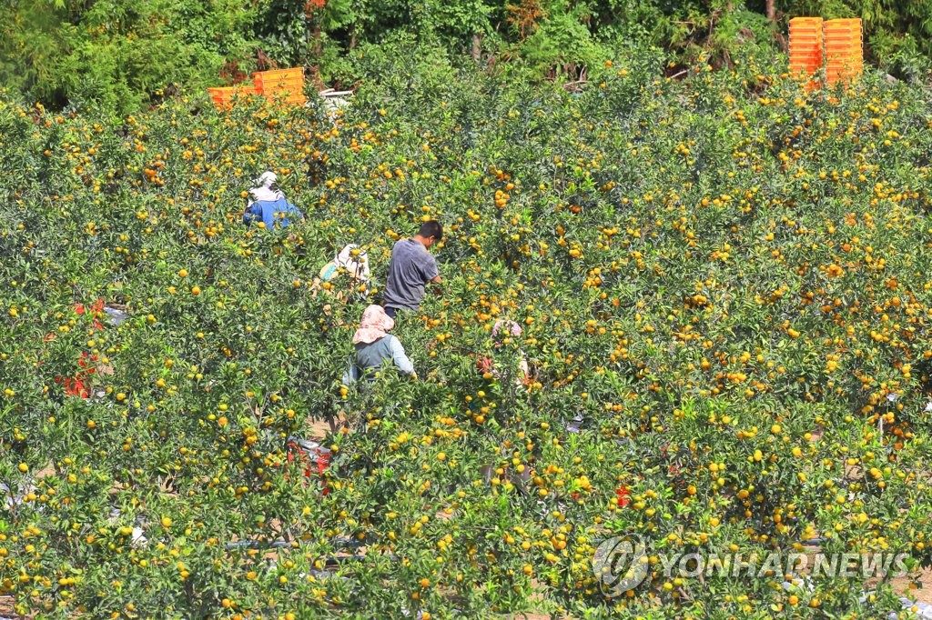 제주시, 극조생 감귤 출하 전 품질검사
