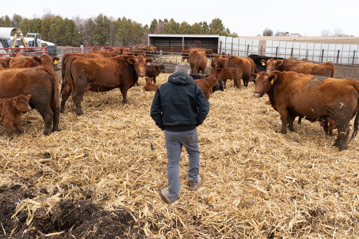 Trump officials weigh rolling back beef import plan as GOP midterm panic spreads