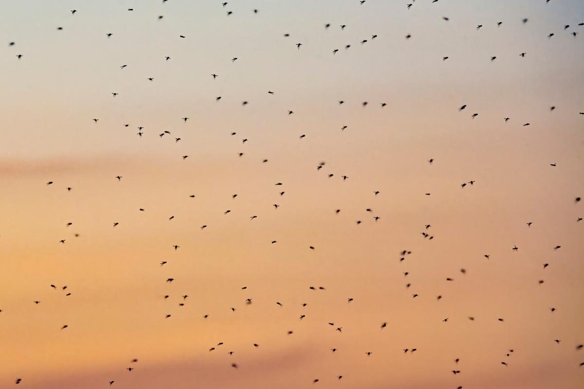Pourquoi les moustiques vont sévir « jusqu’au début de l’hiver » cette année