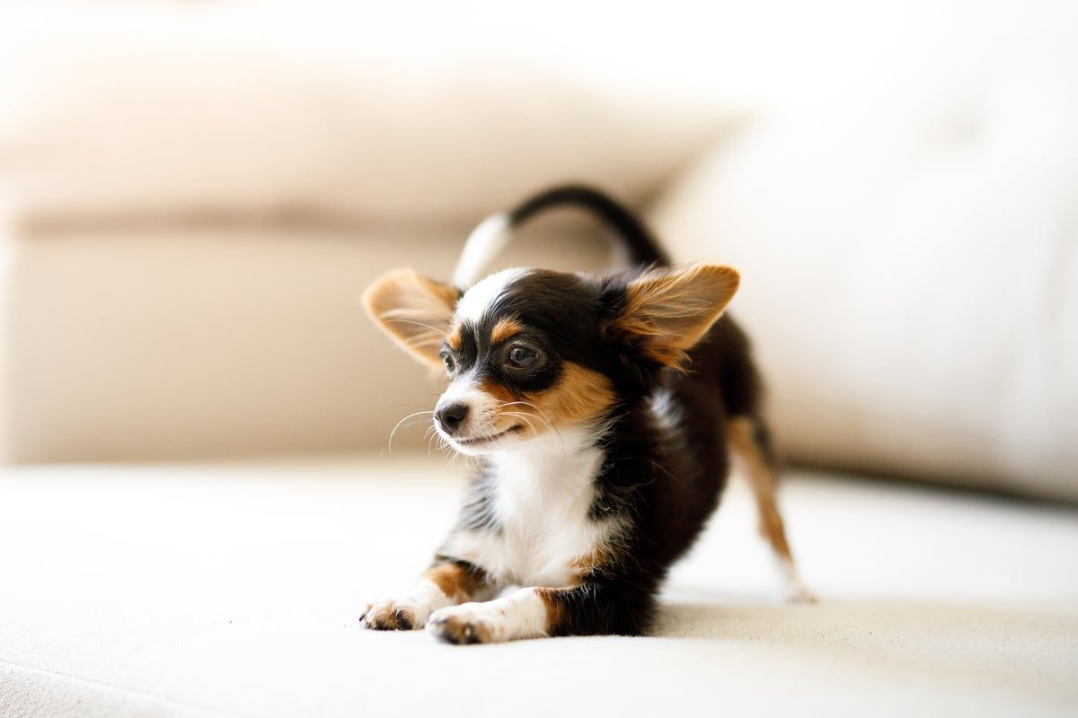 New study shows chihuahuas have surprising ancestry – and it could explain a lot