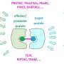 Natural proteins can guide active ingredients to diseased cells