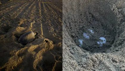 In a First, Sea Turtles Were Spotted Nesting on the U.S. West Coast. Scientists Say the 'Super' El Niño Could Have Brou…