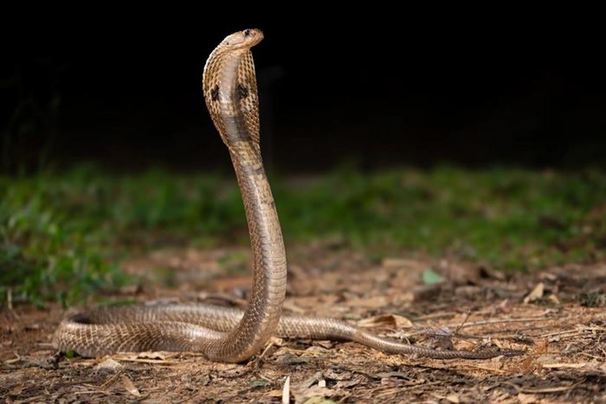 This antivenom cocktail could be game-changer for treating snakebites