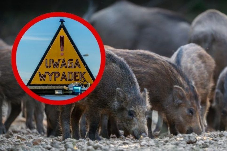 Poranny karambol na obwodnicy Warszawy. Przez S2 przebiegały dziki