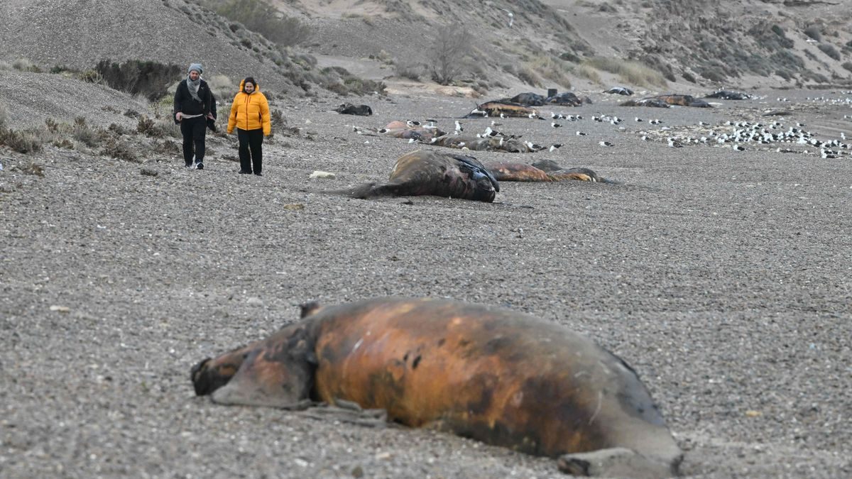 Hunderte tote Wal-Kälber an Argentiniens Küste entdeckt