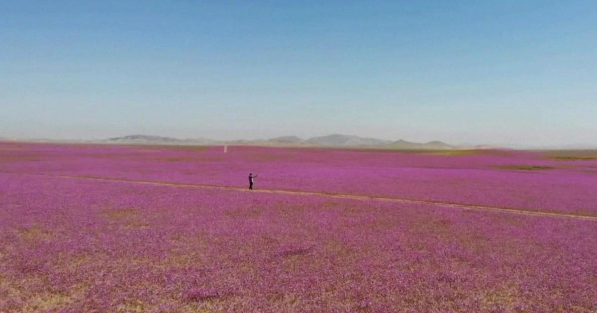 Il Super El Niño, e nel deserto di Atacama sbocciano fiori: piogge intense