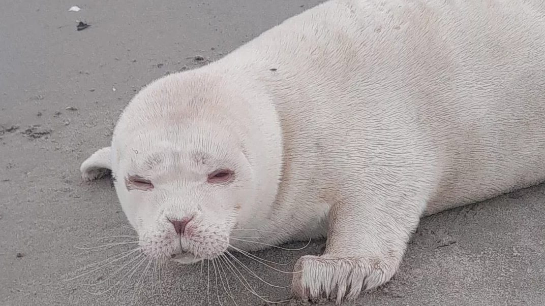 Zeldzame albino-zeehond gespot op strand bij Zeeuwse Neeltje Jans