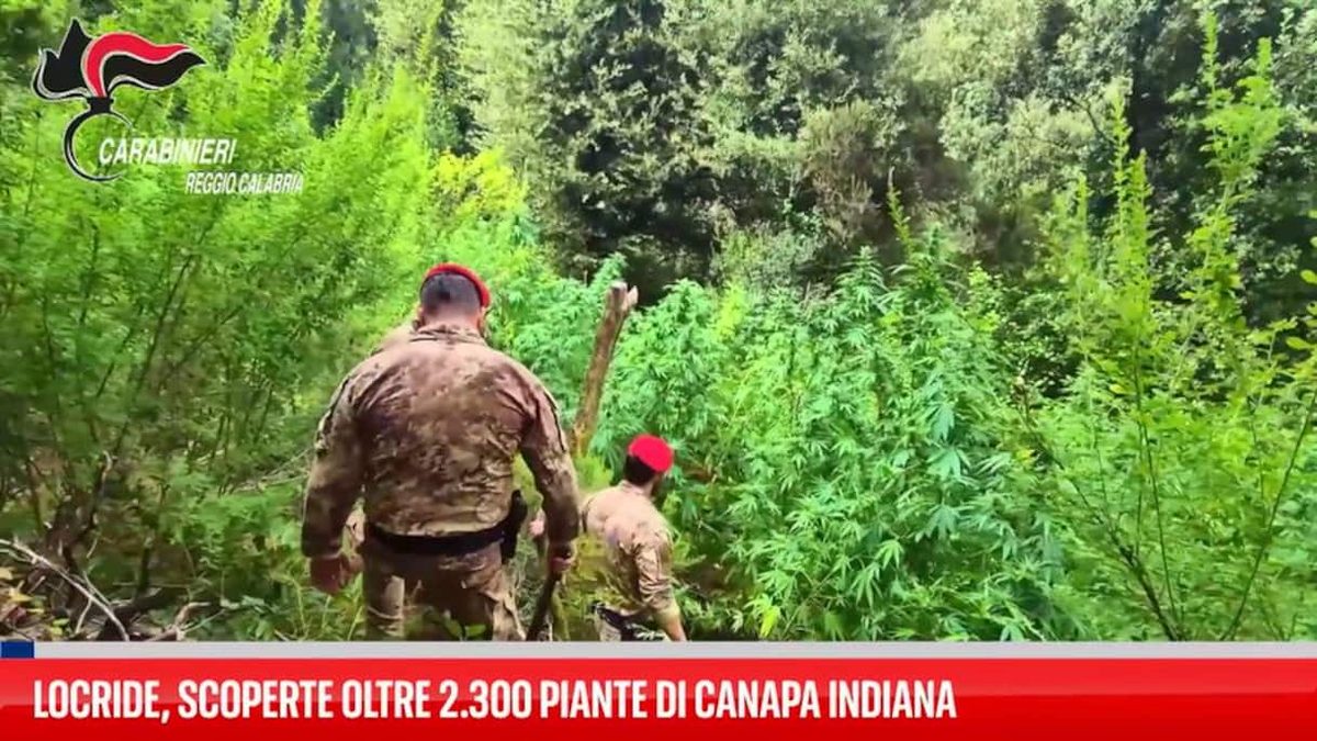 Locride, scoperte oltre 2.300 piante di canapa indiana