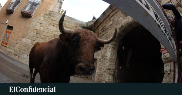 Herido un hombre tras sufrir una cogida en un encierro en Cañete (Cuenca)
