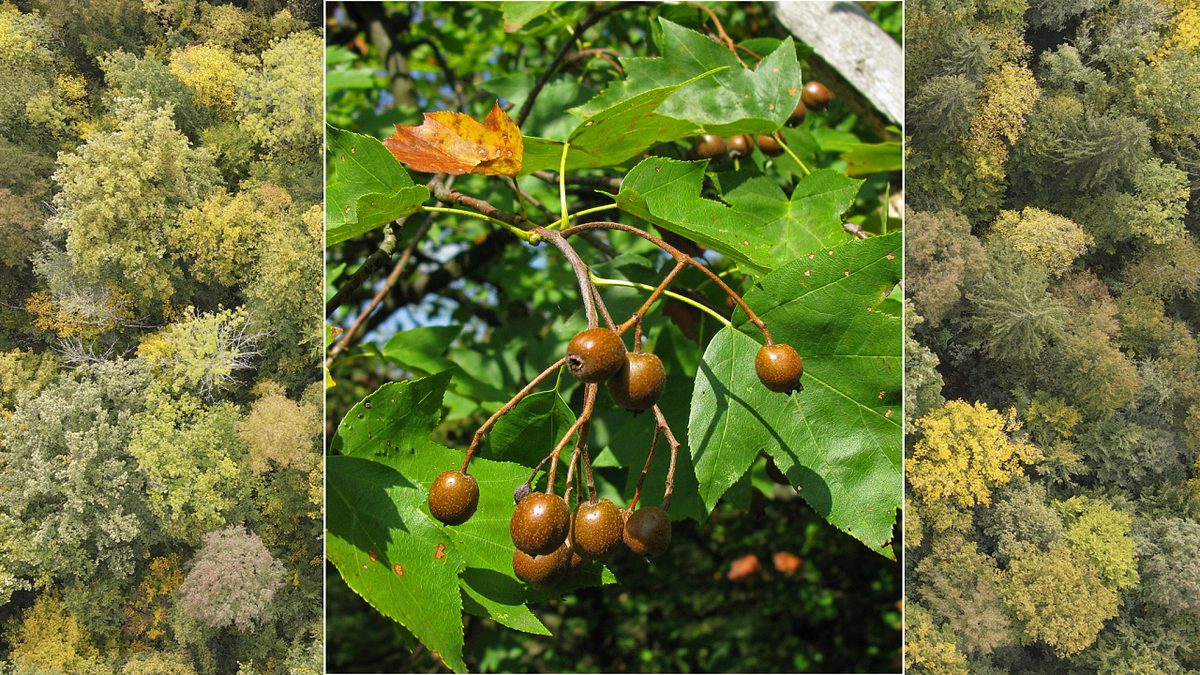 Serie: Bäume mit Zukunft: Die Elsbeere – sonnenhungrig, selten, schön