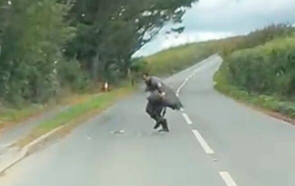 Outlandish moment man wrestles emu in middle of UK road before bird headbutts him