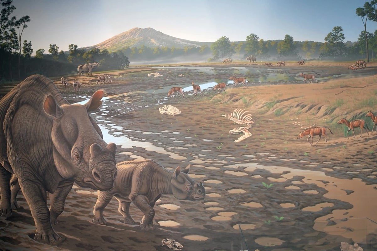 California workers discover 40-million-year-old animal bones at construction site