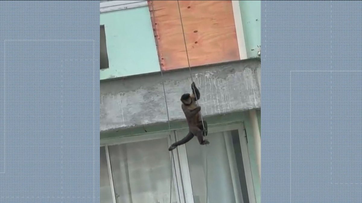 'Missão Impossível': macaco é flagrado descendo de rapel em condomínio na Taquara; VÍDEO