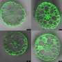 Shapeshifting plant roots rely on a balance of anatomy, metabolism, and microbes to maximize survival