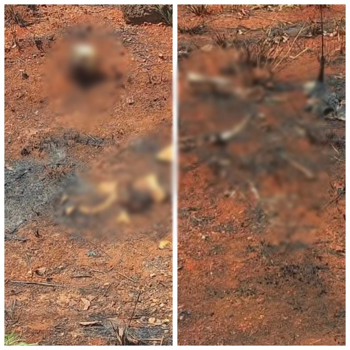 Ossada humana é encontrada em lote vago no Noroeste de Minas