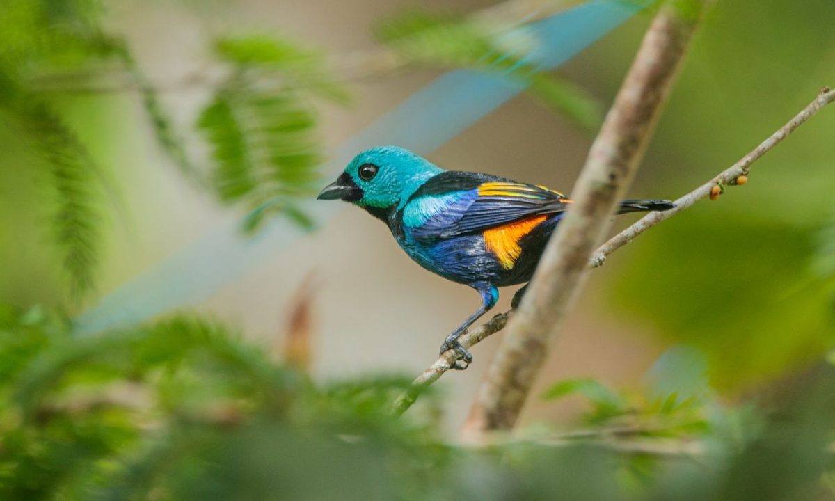 Estudo com 4,3 mil aves encontra relação entre penas e ameaça de extinção