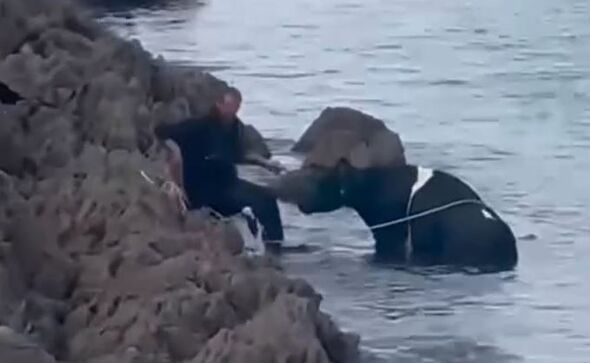 Horror as eight cows tumble off cliff in terrifying plunge sparking rescue mission