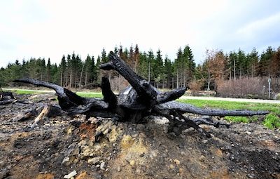 Quatre provinces wallonnes prennent des arrêtés contre le risque d’incendie