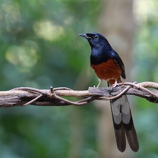 De Indonesische jungle verstomt door de massale vangst van wilde zangvogels