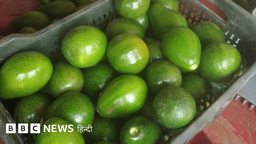 'डॉग फ़्रूट' से लेकर 'डार्लिंग' तक का सफ़र: भारत में एवोकाडो कैसे मशहूर हो रहा है