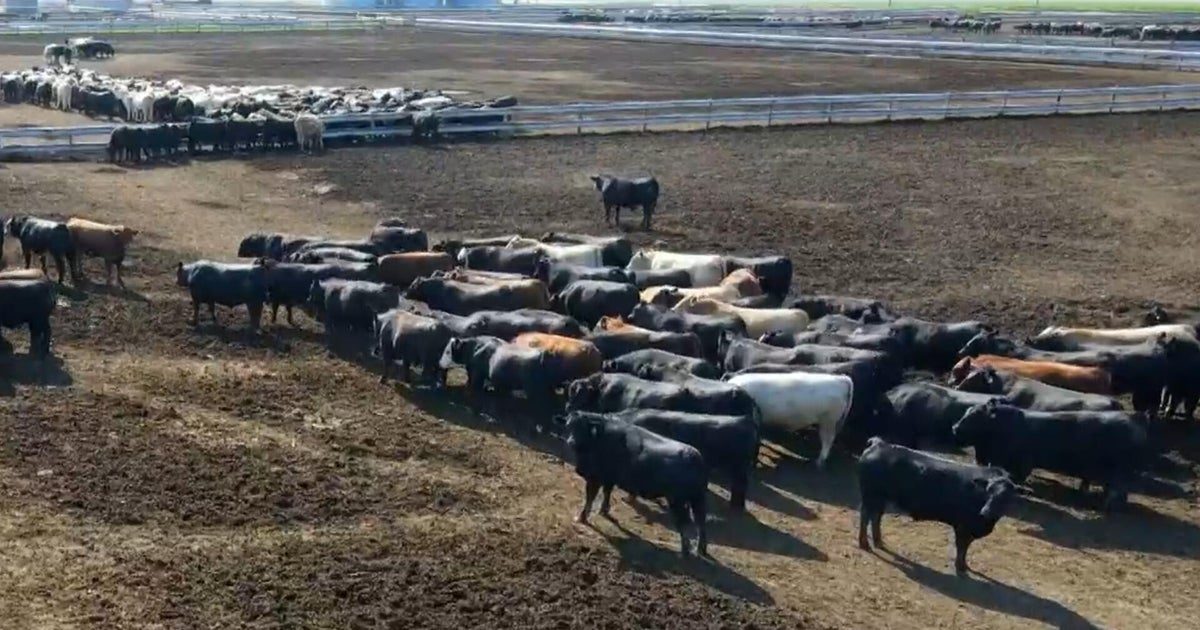 American farmers sell herds over high costs