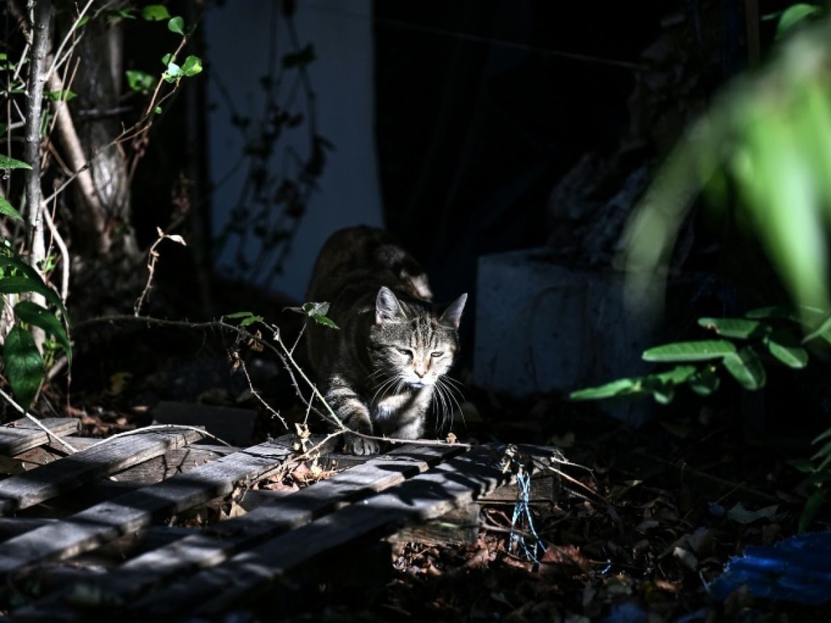 Stériliser les chats, mesure clé pour lutter contre les abandons
