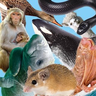 Wetenschapsjournalist Ellemiek de Wit: ‘We zijn gericht op penetratieseks, wat optimaal is voor een zeekoe, maar niet v…