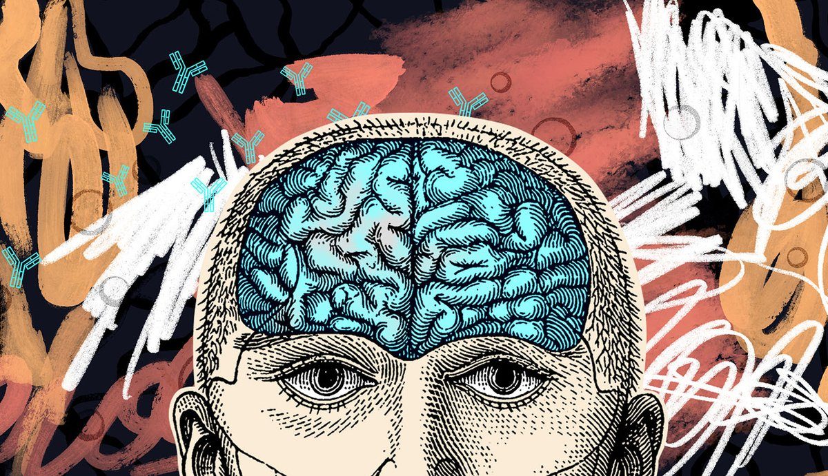 How the body’s own immune system can attack the brain
