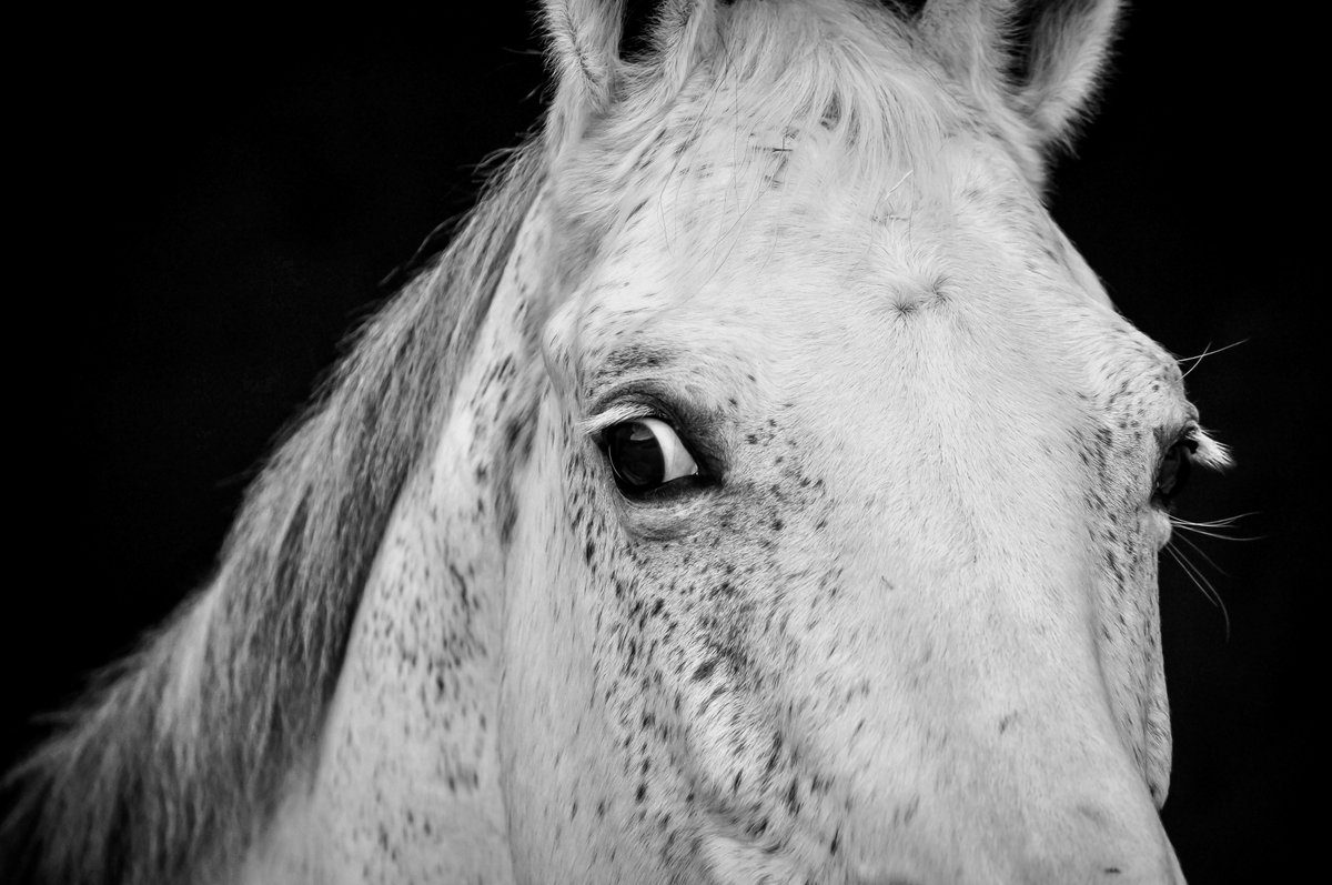 How a horse flu crisis fueled animals rights advocacy in the U.S.