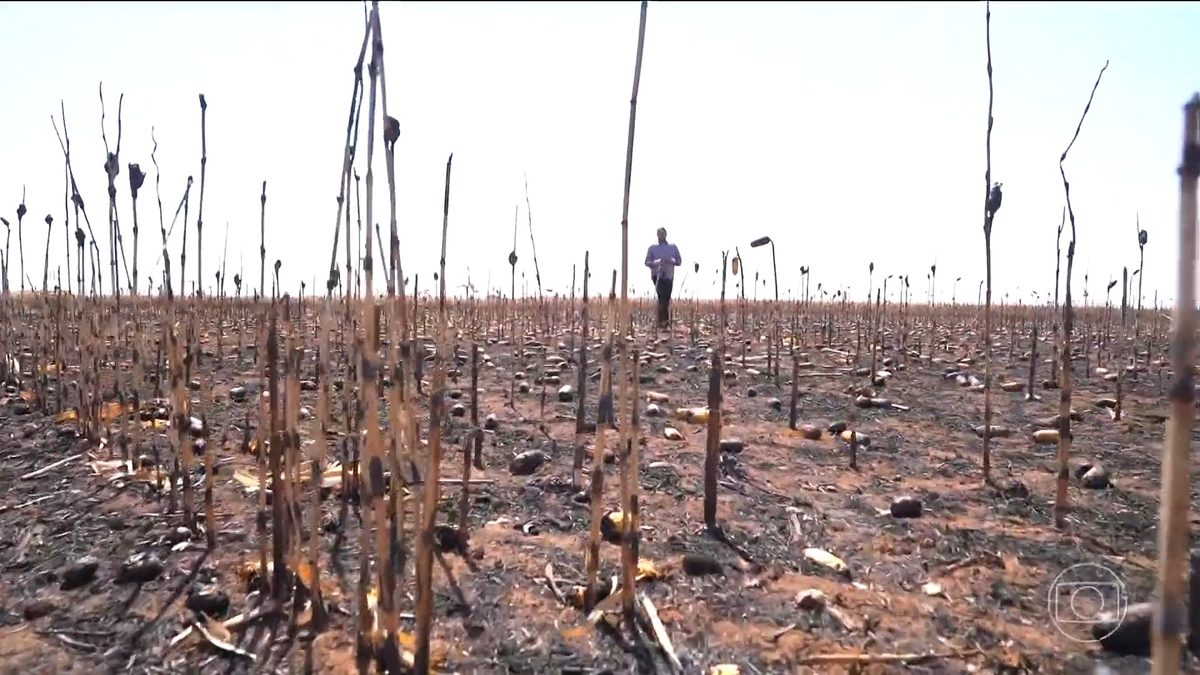 Fogo destrói lavouras em Goiás e deixa produtores com prejuízos milionários