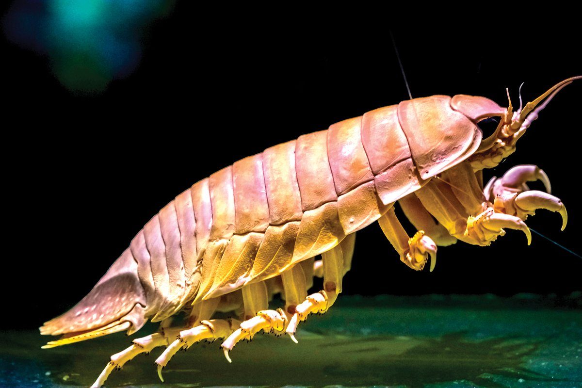 Giant armored crustaceans survive thanks to a gene stolen from bacteria