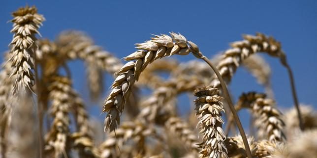 Comment les céréales sont devenues des piliers de notre alimentation