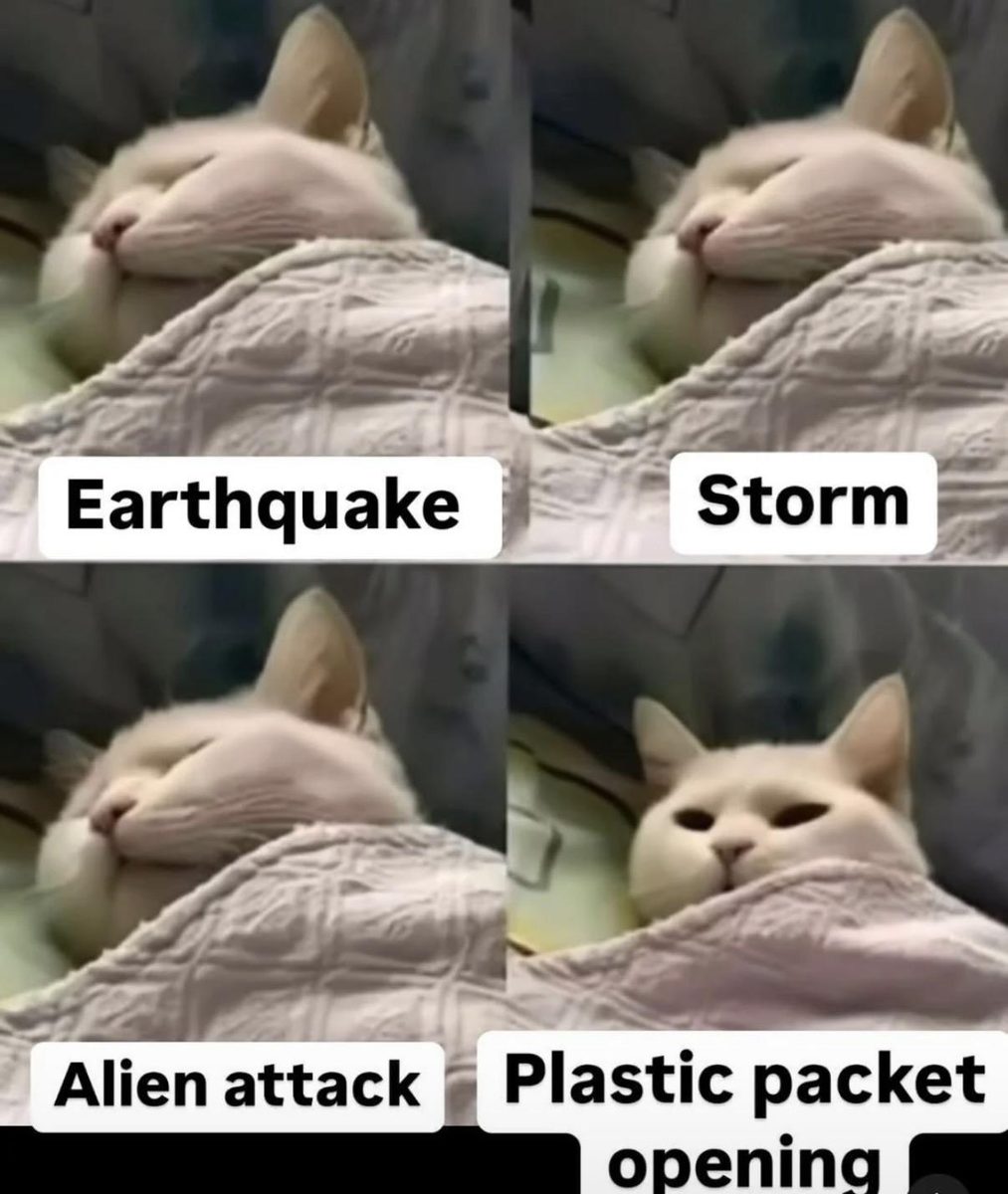Plastic packet supremacy 🗿