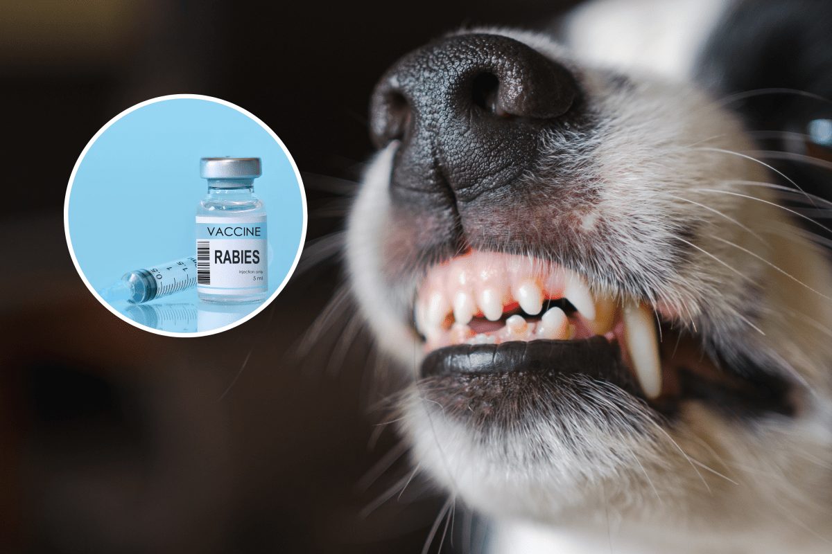 Rabies Update: CDC Addresses Treatment Supplies as US Cases Surge