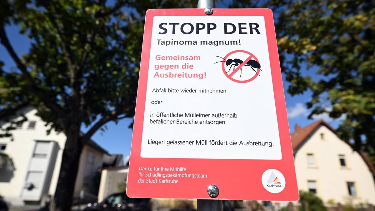 Eingeschleppte Ameisenart: Invasive Ameise Tapinoma in rund 90 Kommunen nachgewiesen