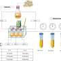 Pumpkin-derived enzyme weakens peanut proteins' binding to allergy antibodies in lab tests
