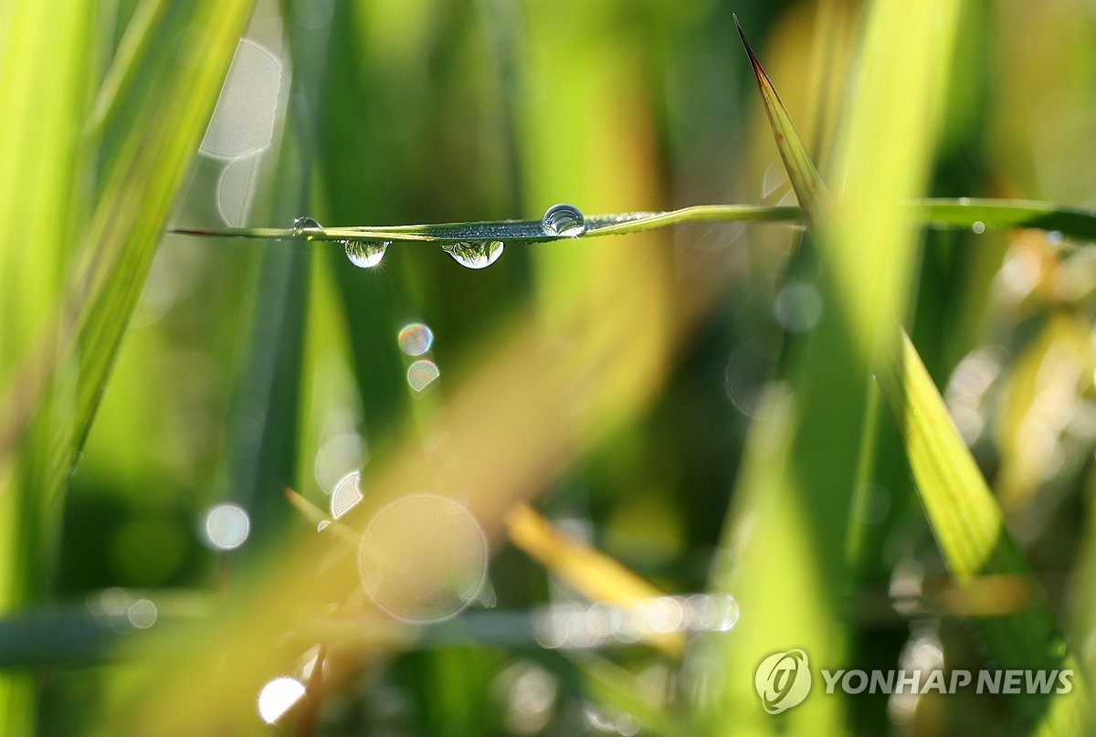 강원 산지·동해안 비…도내 곳곳 초속 15ｍ 안팎 강풍 예보