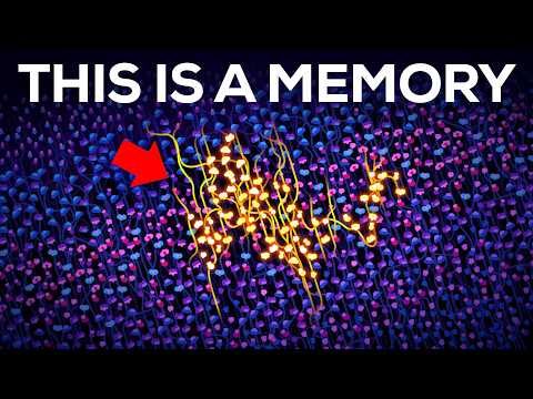 How Are Memories Stored Inside Your Brain?