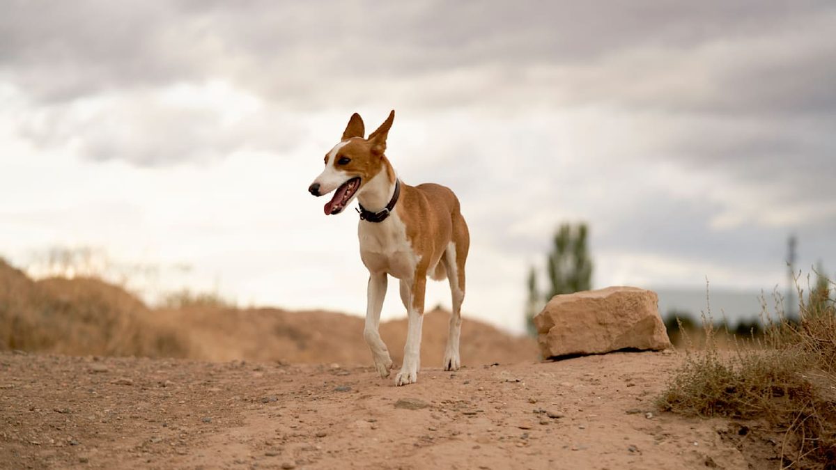Tierschützer alarmiert - Das traurige Schicksal spanischer Jagdhunde