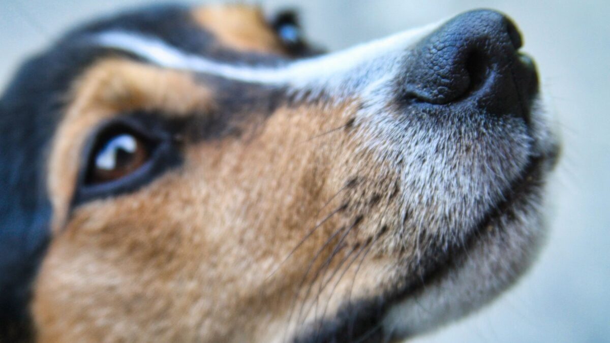 A Surprisingly Relatable Problem Makes Scent-Detection Dogs Worse at Their Job