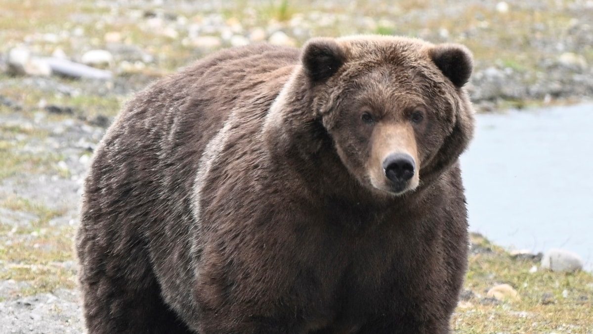 Vær med til at kåre årets tykkeste bjørn: Kan Chunk spise sig til sejren igen?