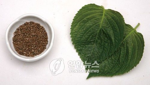 [최만순의 약이 되는 K-푸드] 깻잎, 몸을 챙기는 다섯가지 지혜